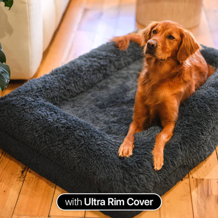 What Defines a Premium Memory Foam Dog Bed for Everyday Comfort? 